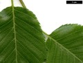 SpeciesSub: subsp. utilis SpeciesSub: subsp. utilis
